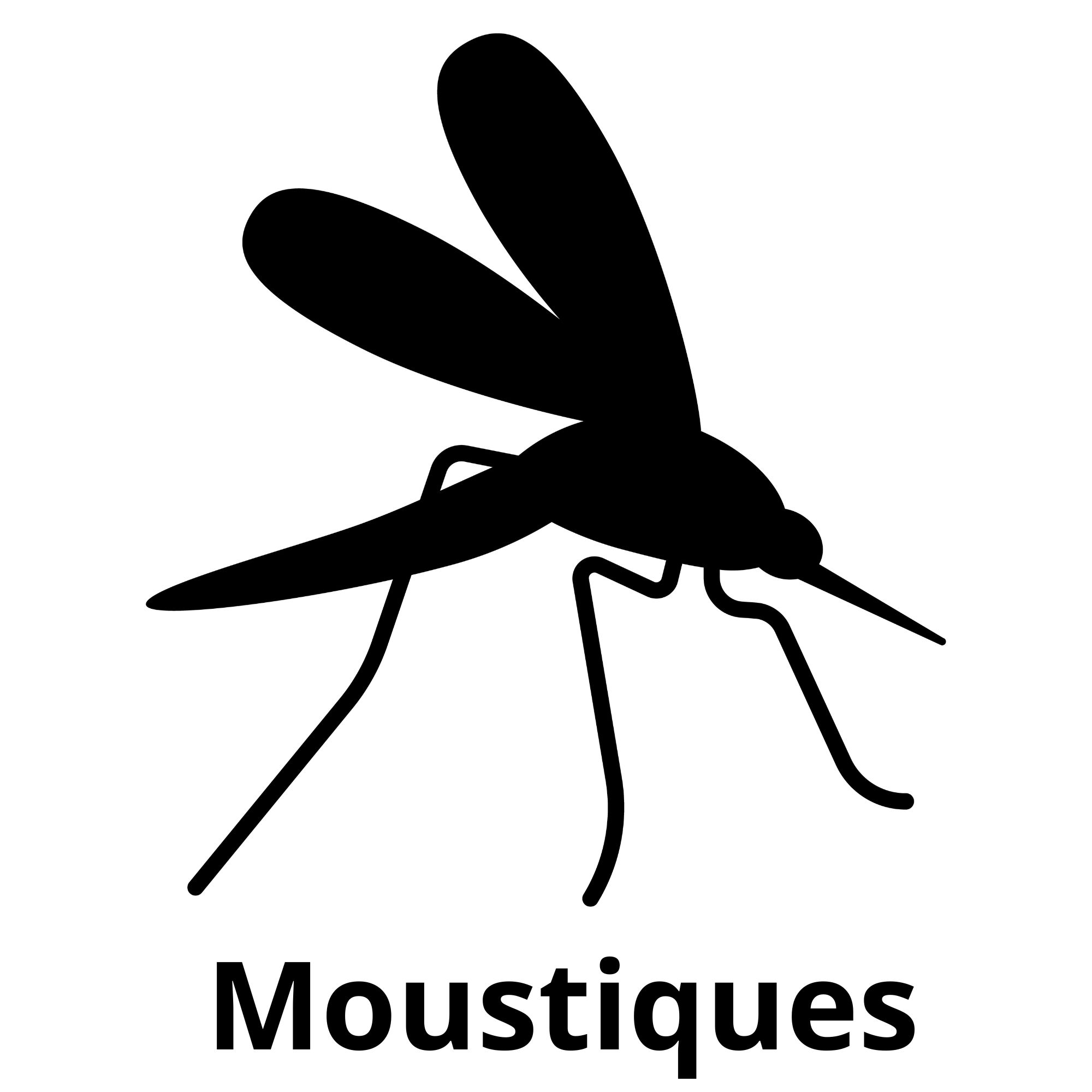 Moustiques